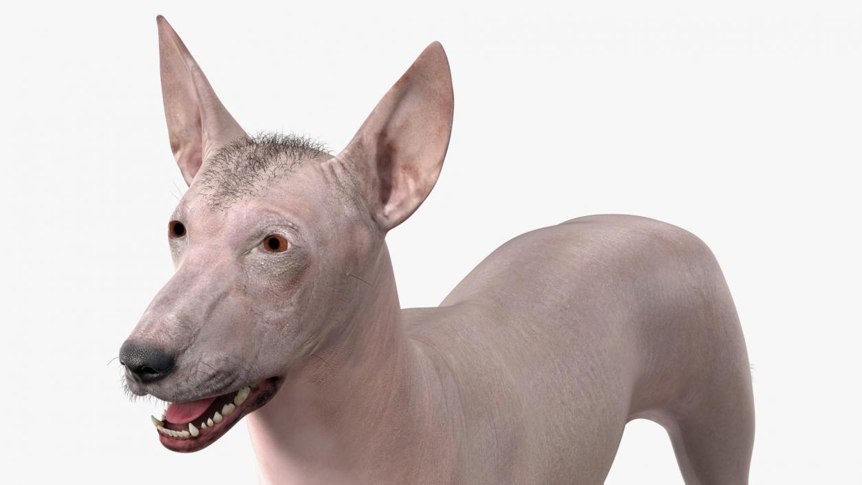 Xoloitzcuintli Mexican Dog Fawn Fur Rigged 3D