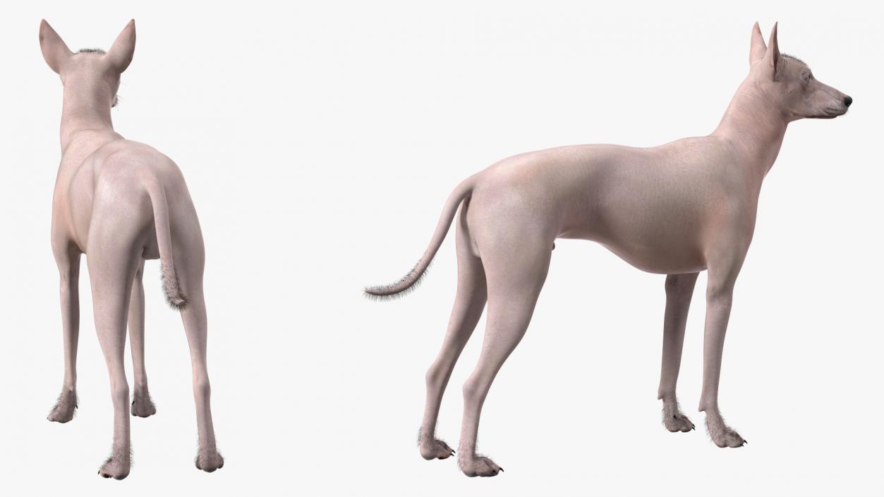 Xoloitzcuintli Mexican Dog Fawn Fur Rigged 3D