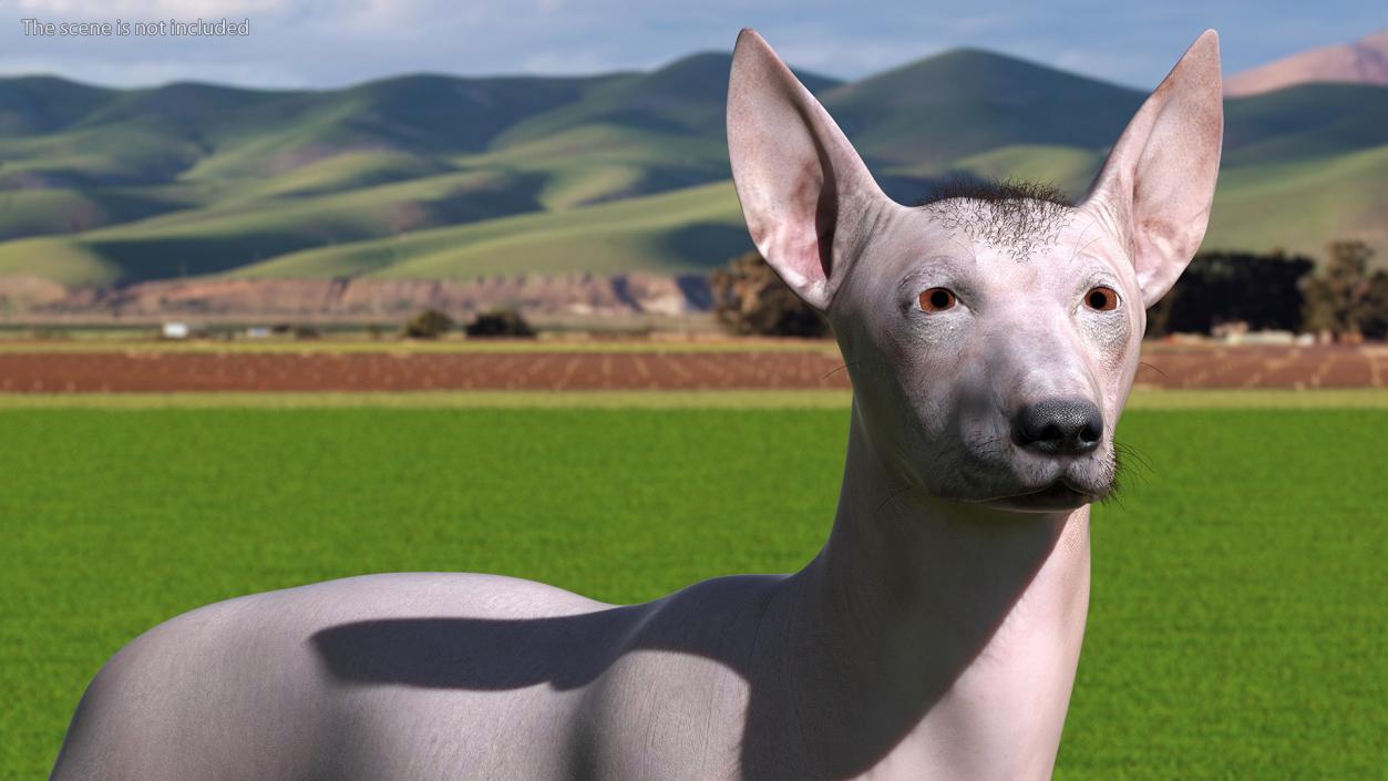 Xoloitzcuintli Mexican Dog Fawn Fur Rigged 3D