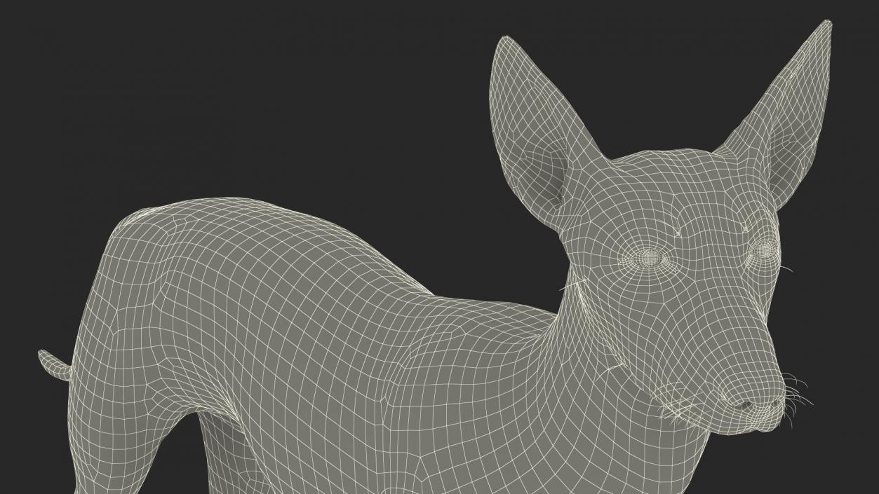 Xoloitzcuintli Mexican Dog Fawn Fur Rigged 3D