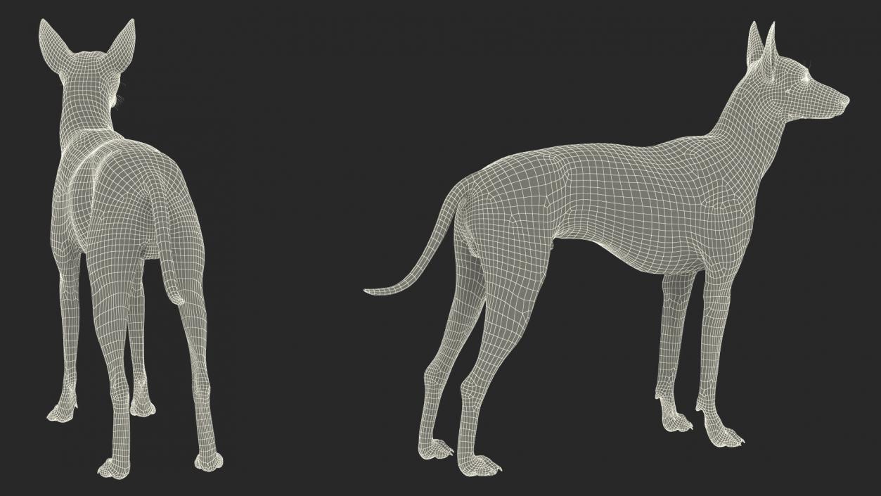 Xoloitzcuintli Mexican Dog Fawn Fur Rigged 3D