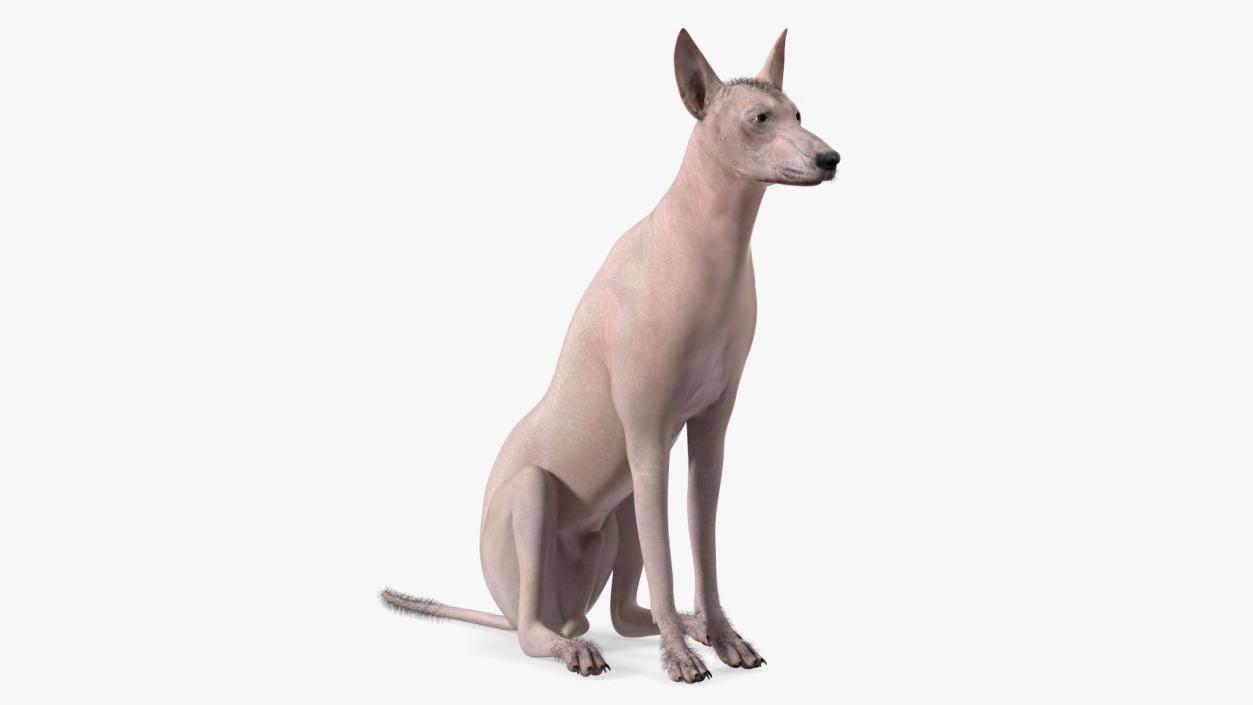 Xoloitzcuintli Mexican Dog Fawn Fur Rigged 3D