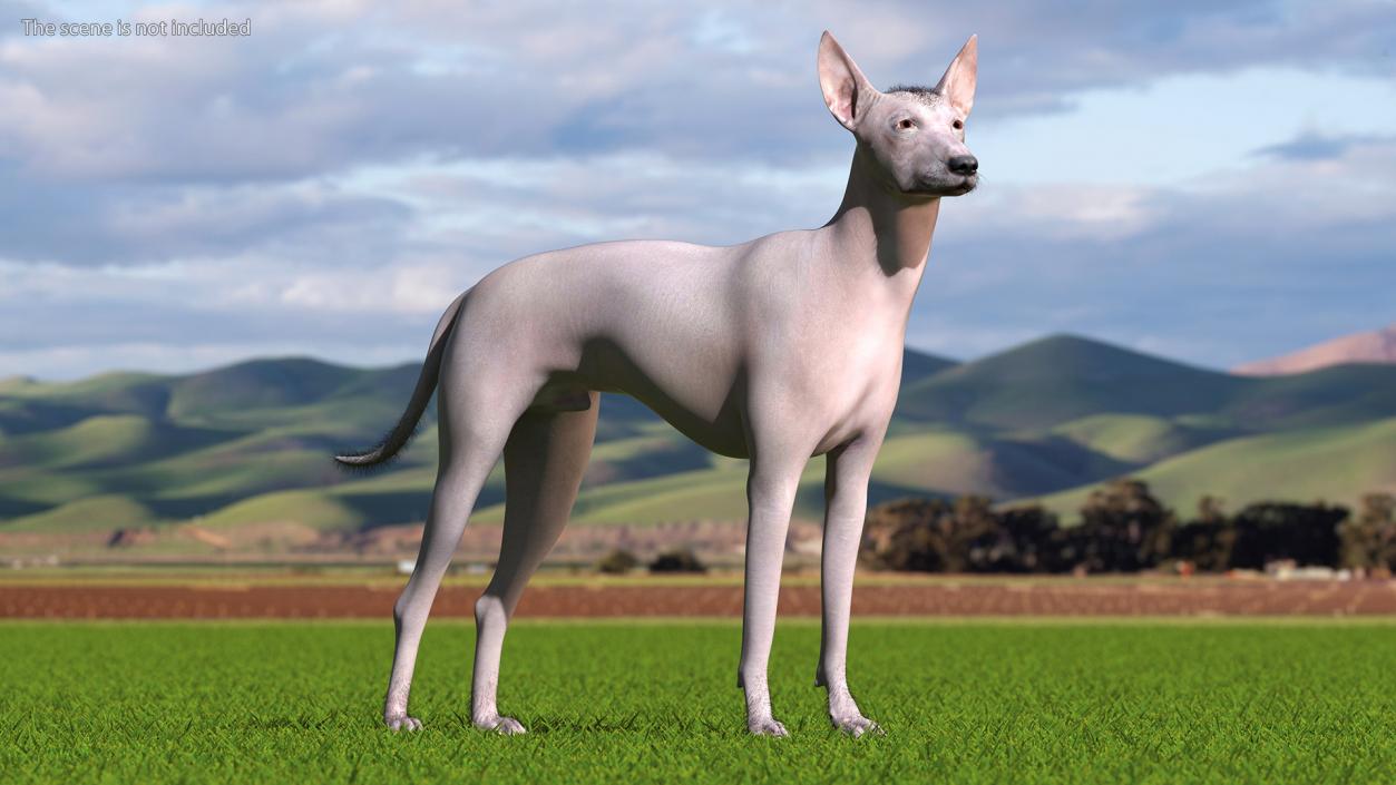 Xoloitzcuintli Mexican Dog Fawn Fur Rigged 3D