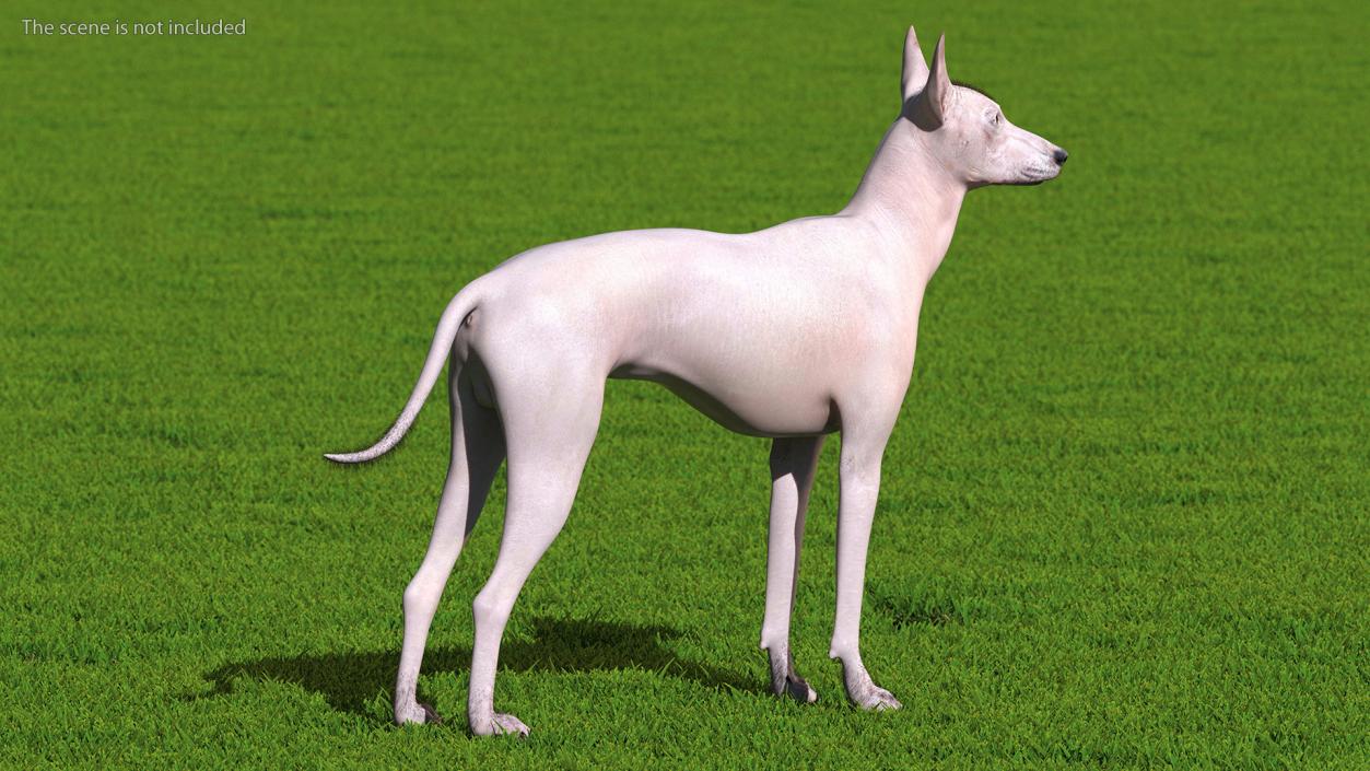 Xoloitzcuintli Mexican Dog Fawn Fur Rigged 3D