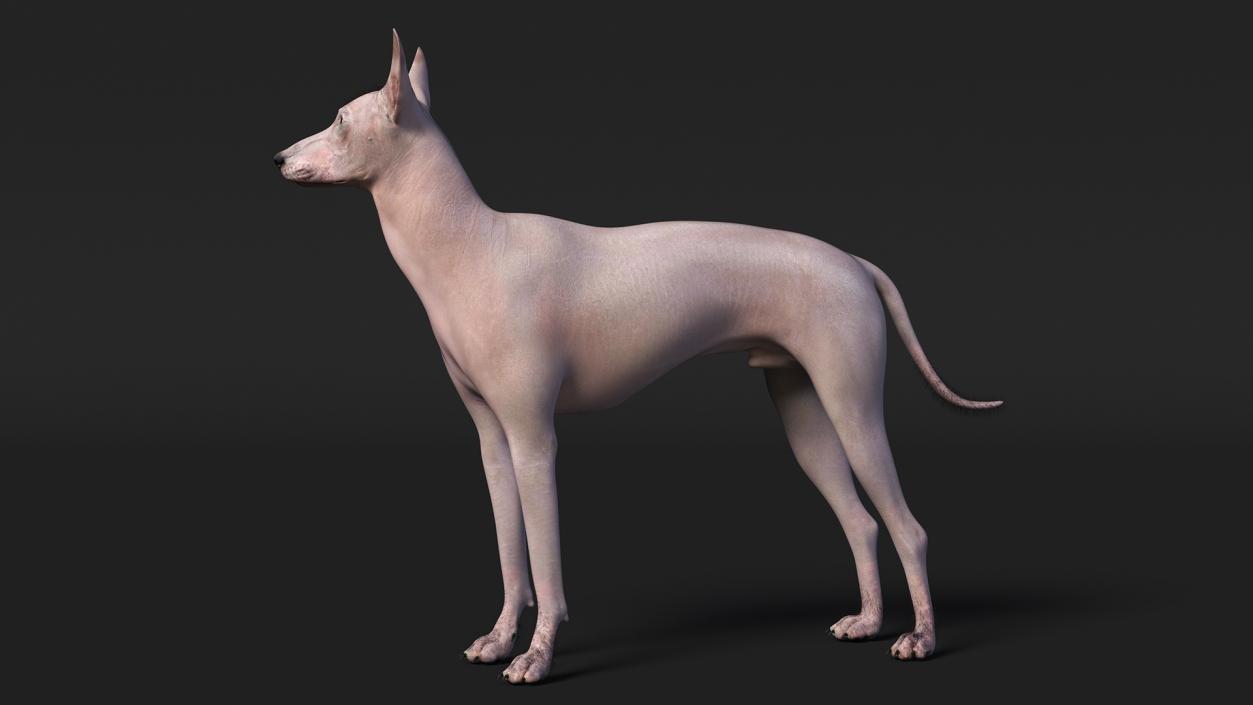 Xoloitzcuintli Mexican Dog Fawn Fur Rigged 3D