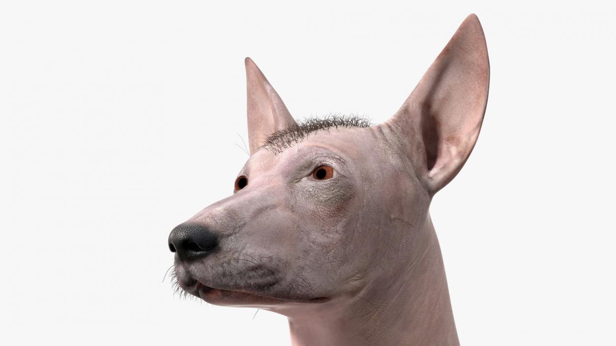 Xoloitzcuintli Mexican Dog Fawn Fur Rigged 3D