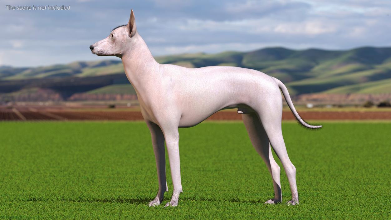 Xoloitzcuintli Mexican Dog Fawn Fur Rigged 3D