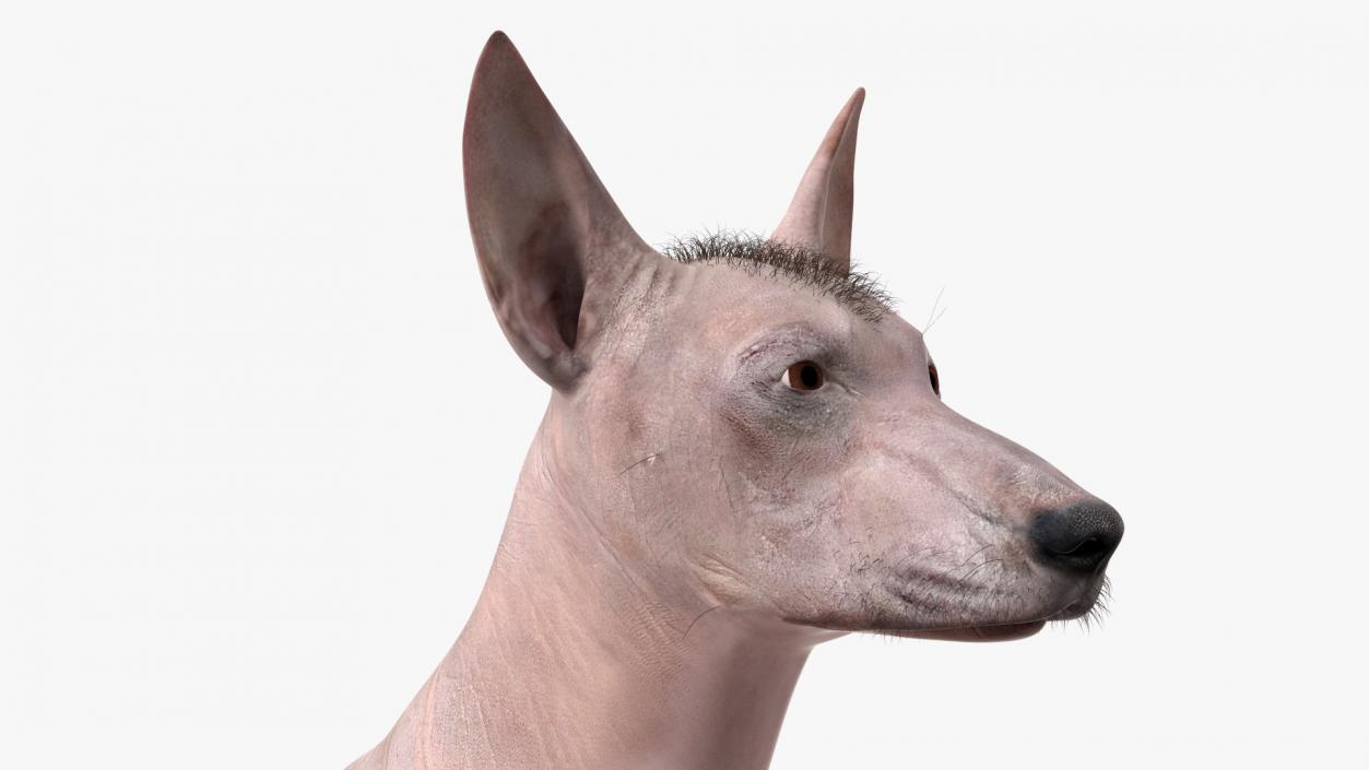 Xoloitzcuintli Mexican Dog Fawn Fur Rigged 3D