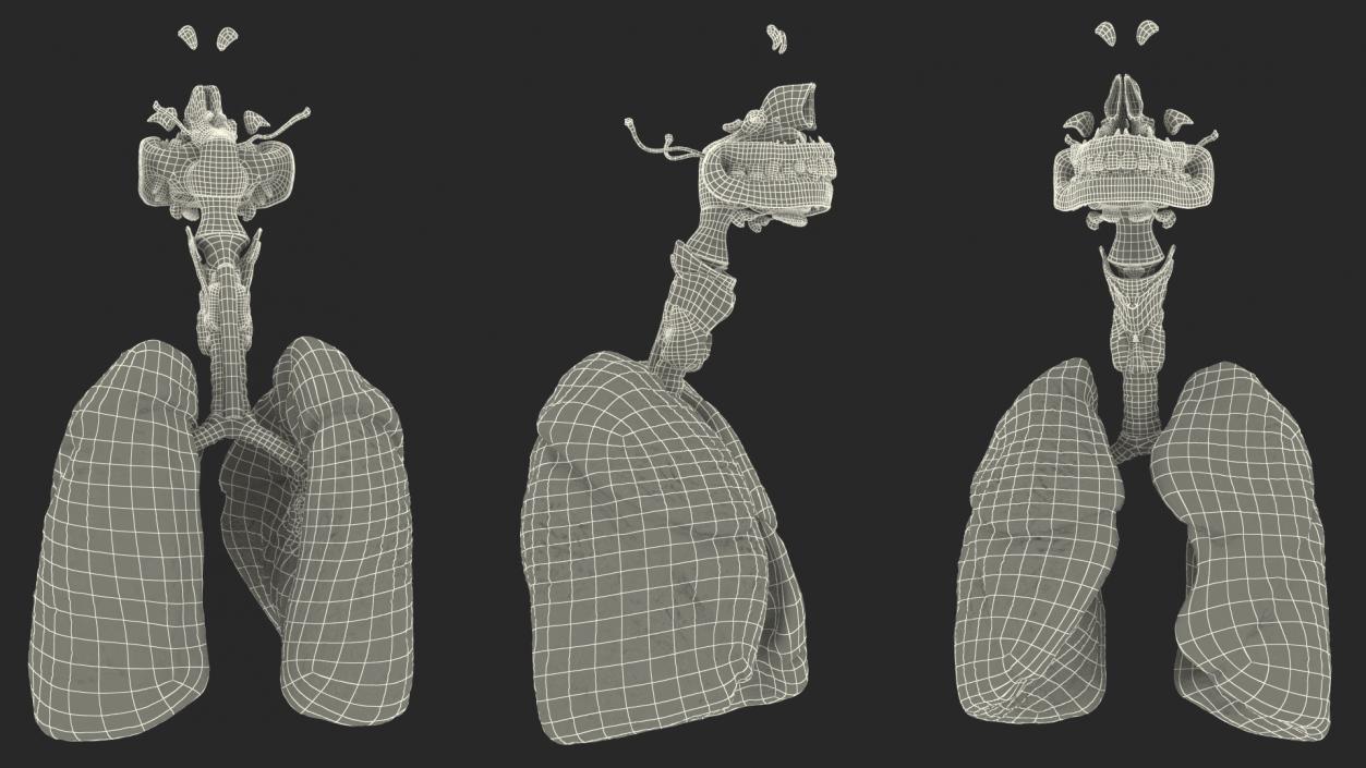 Human Full Respiratory System 3D model