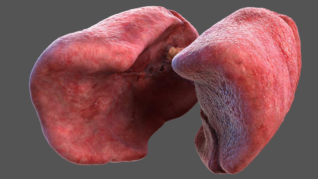 Human Full Respiratory System 3D model