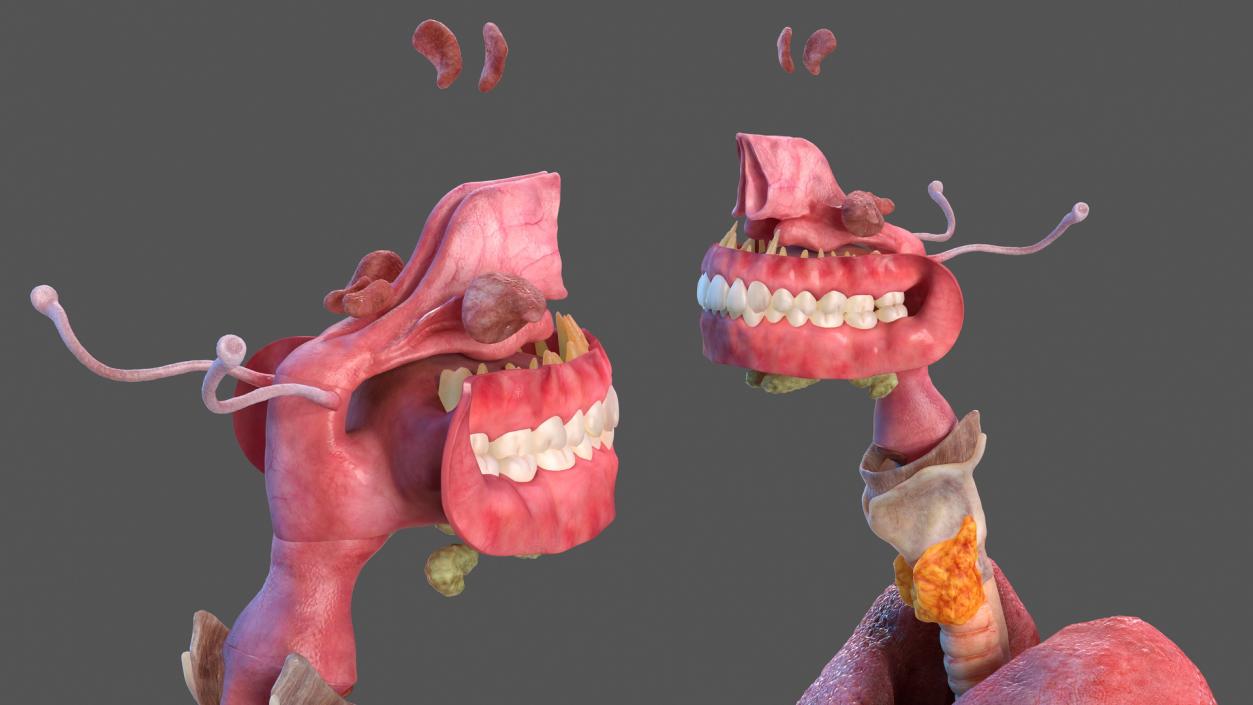 Human Full Respiratory System 3D model