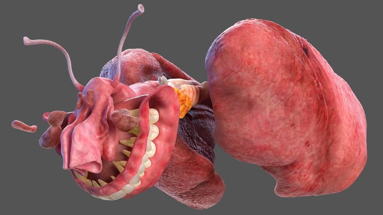 Human Full Respiratory System 3D model