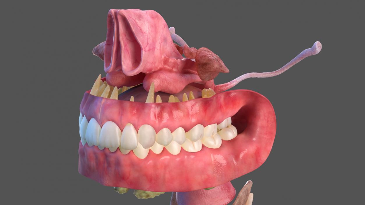 Human Full Respiratory System 3D model