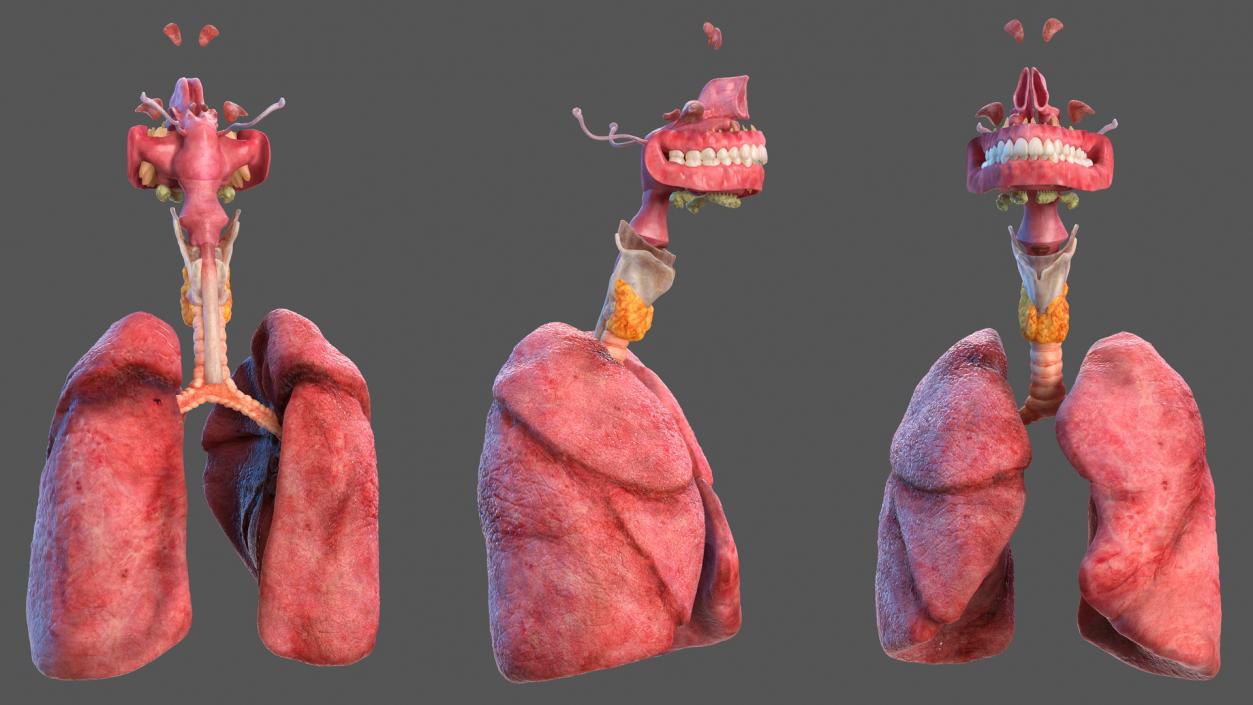 Human Full Respiratory System 3D model