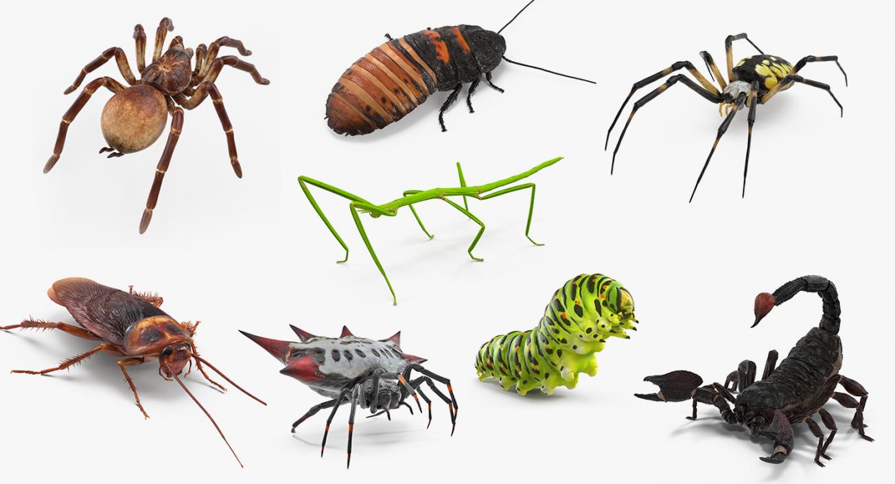 3D Rigged Creeping Insects Collection 2