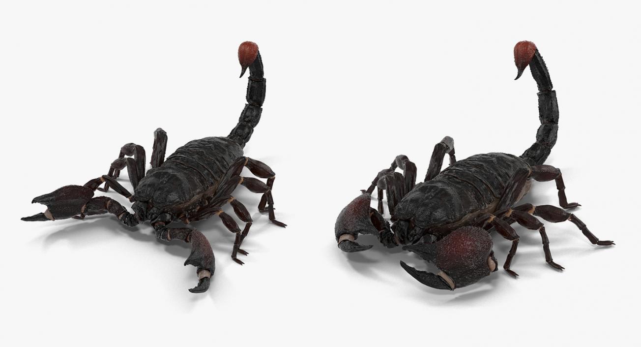 3D Rigged Creeping Insects Collection 2