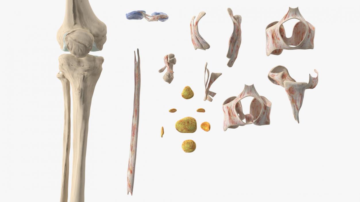 3D Human Knee Bones