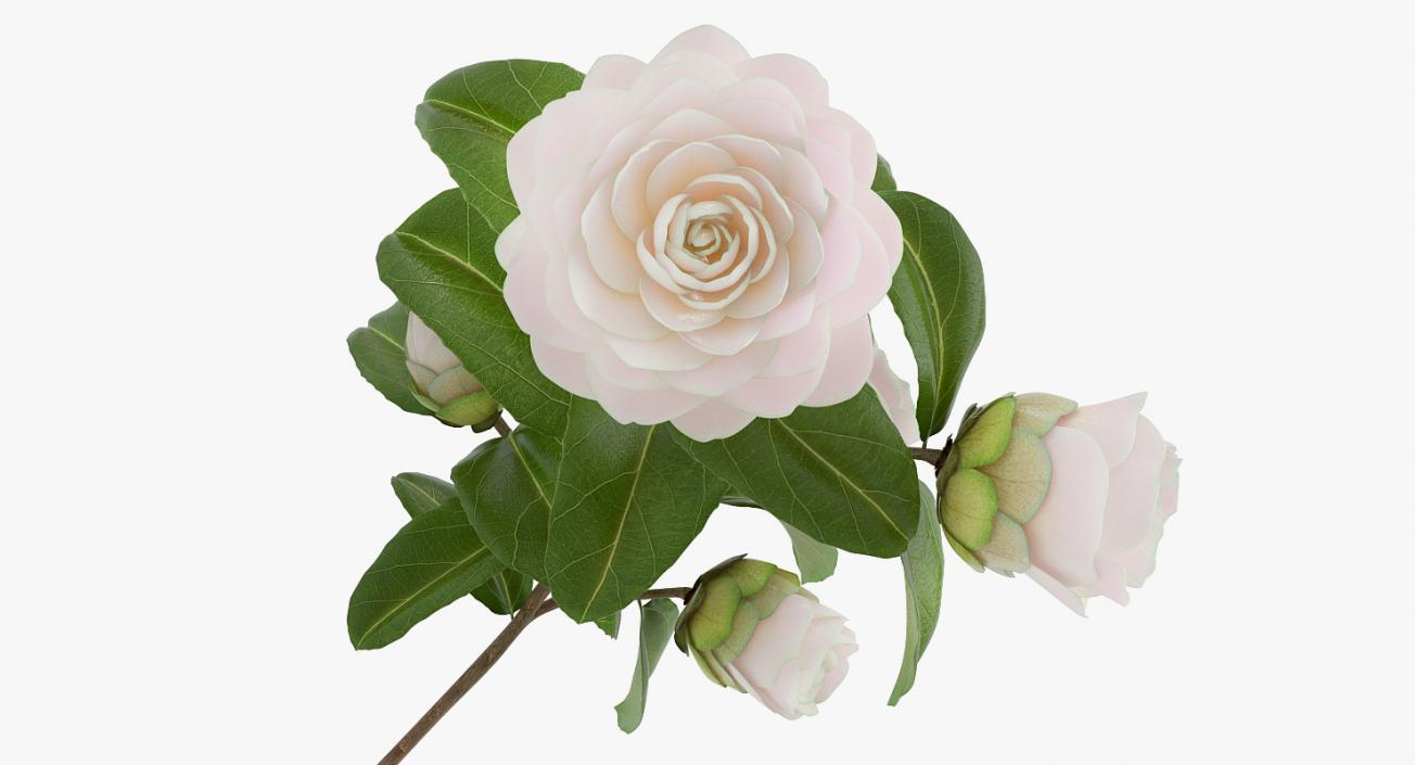 3D White Camellia Flower