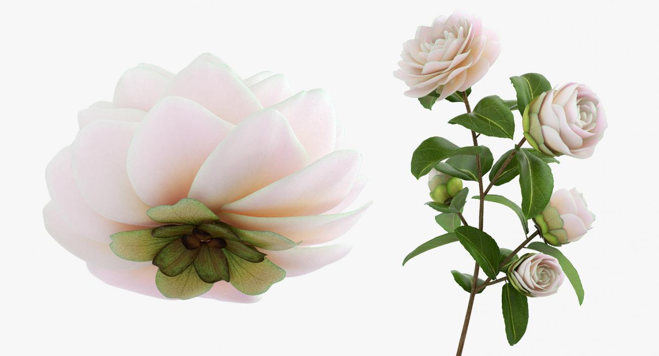 3D White Camellia Flower