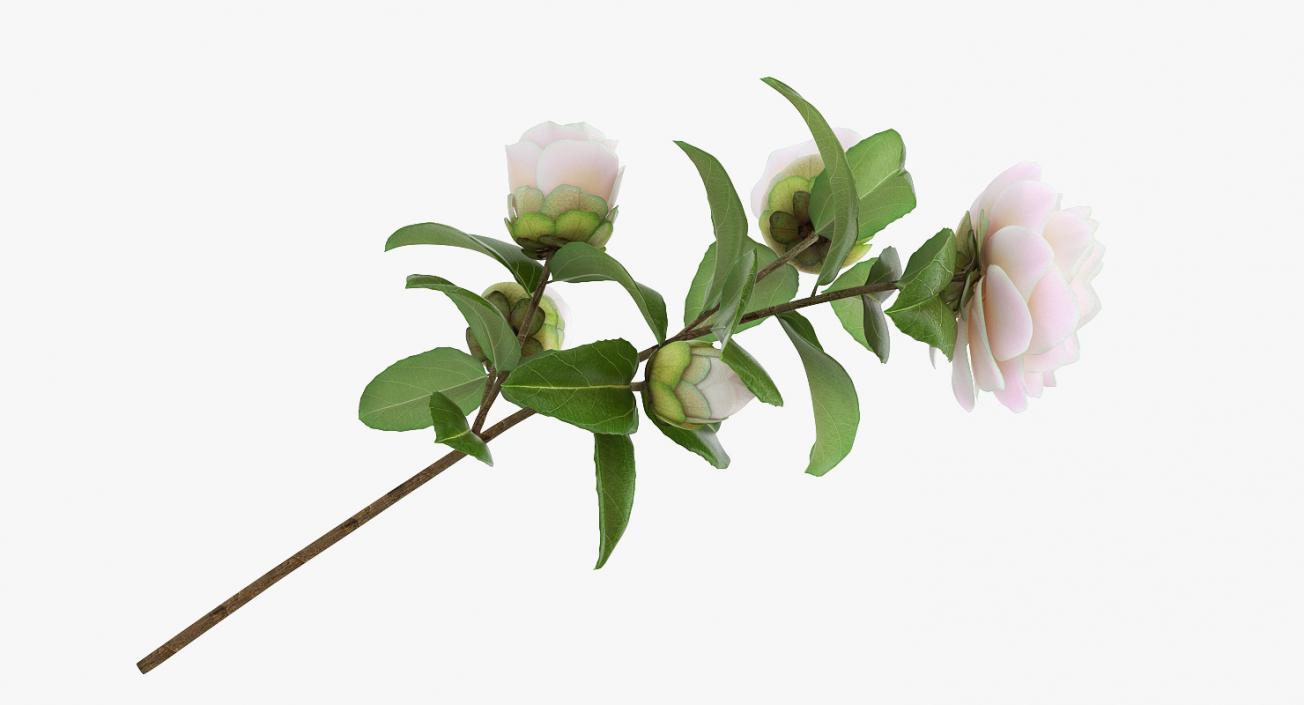 3D White Camellia Flower