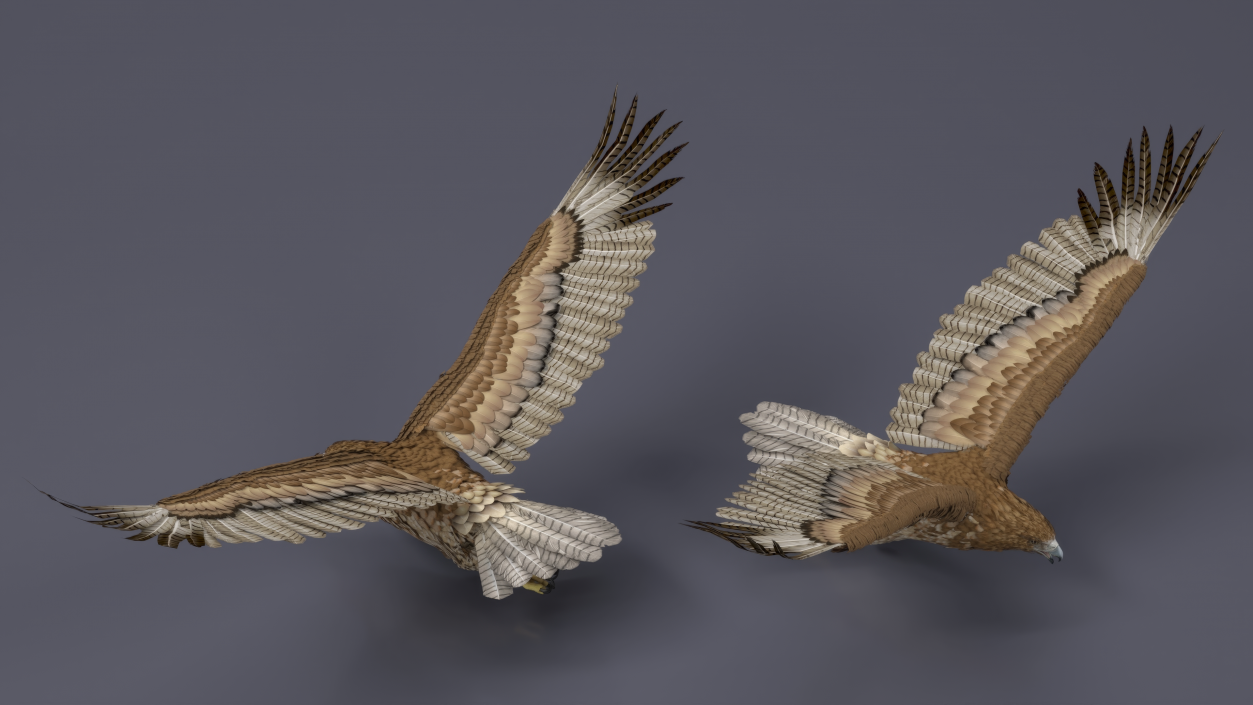 Flying Gurney Eagle 3D model