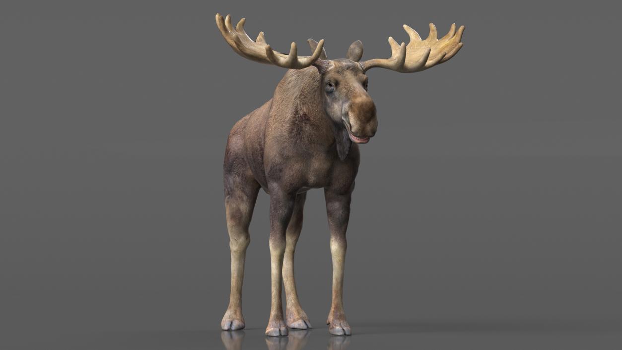 Moose No Fur 3D