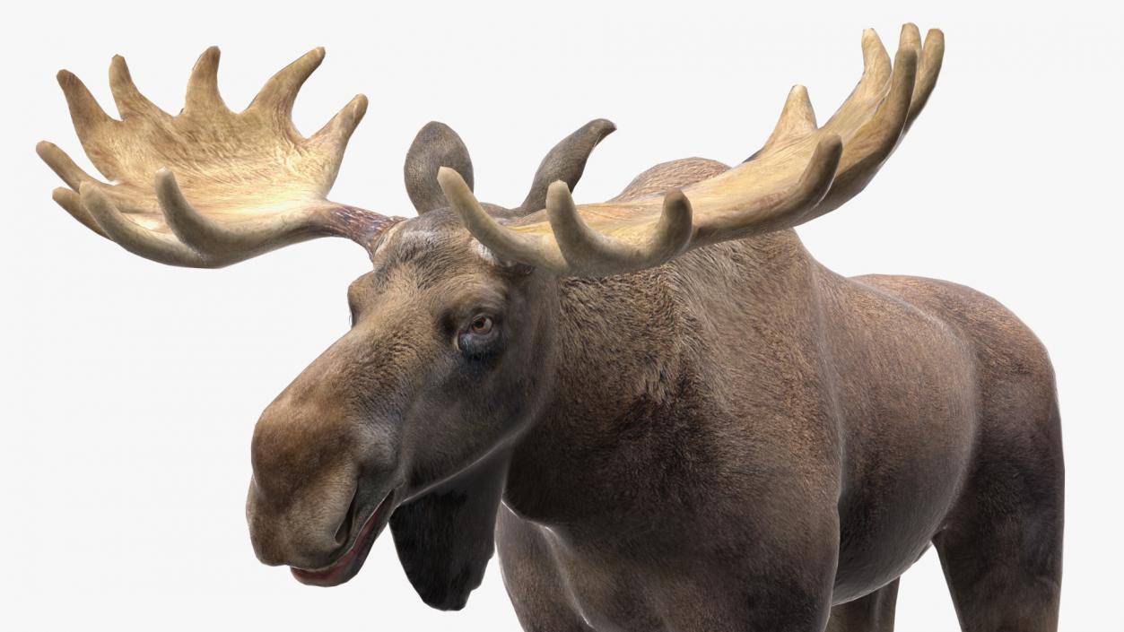 Moose No Fur 3D