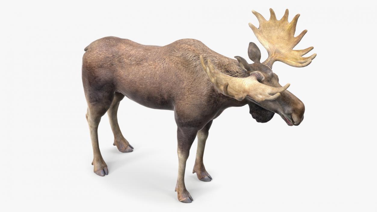 Moose No Fur 3D