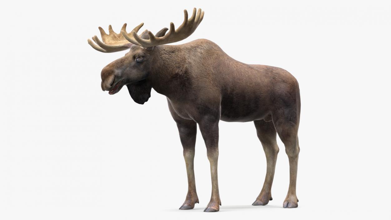 Moose No Fur 3D