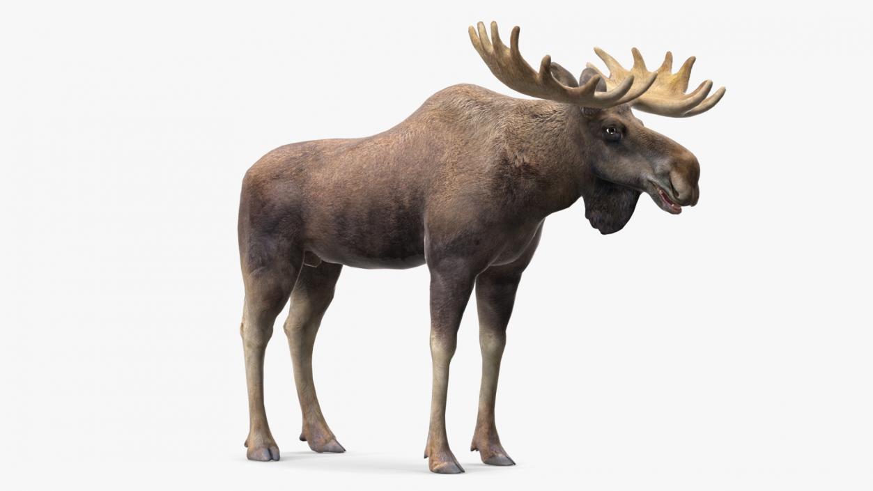 Moose No Fur 3D