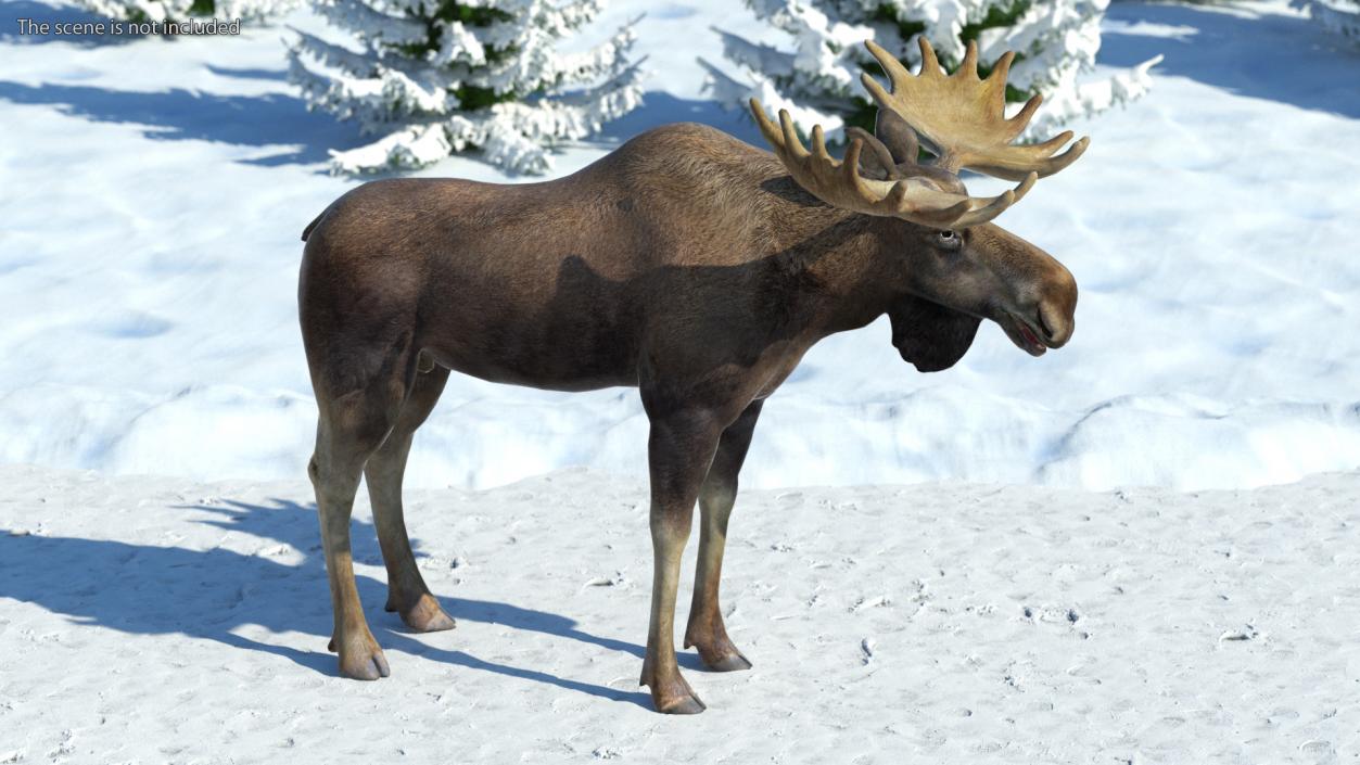 Moose No Fur 3D