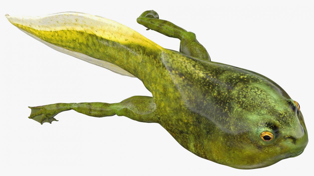 Tadpole with Legs Rigged 3D model