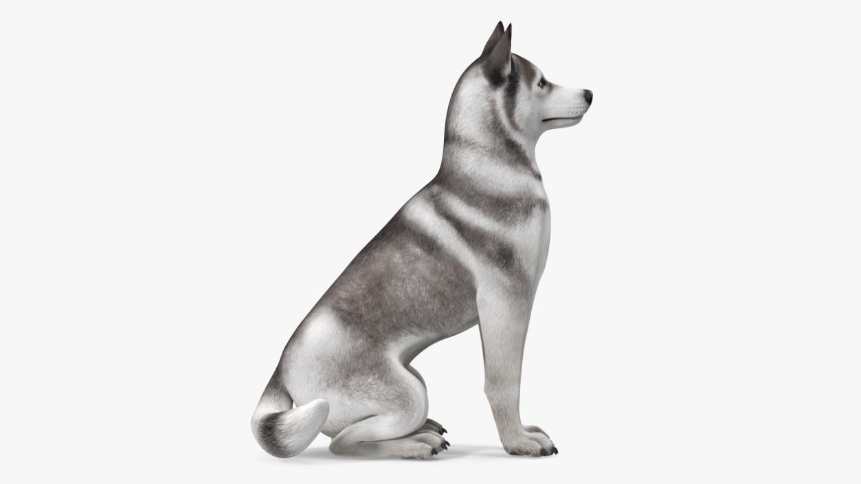 Sitting Siberian Husky Gray and White 3D