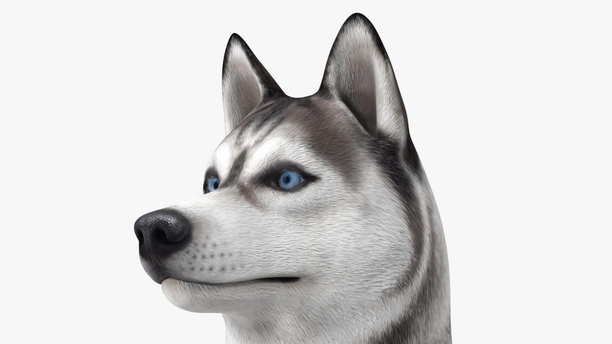 Sitting Siberian Husky Gray and White 3D