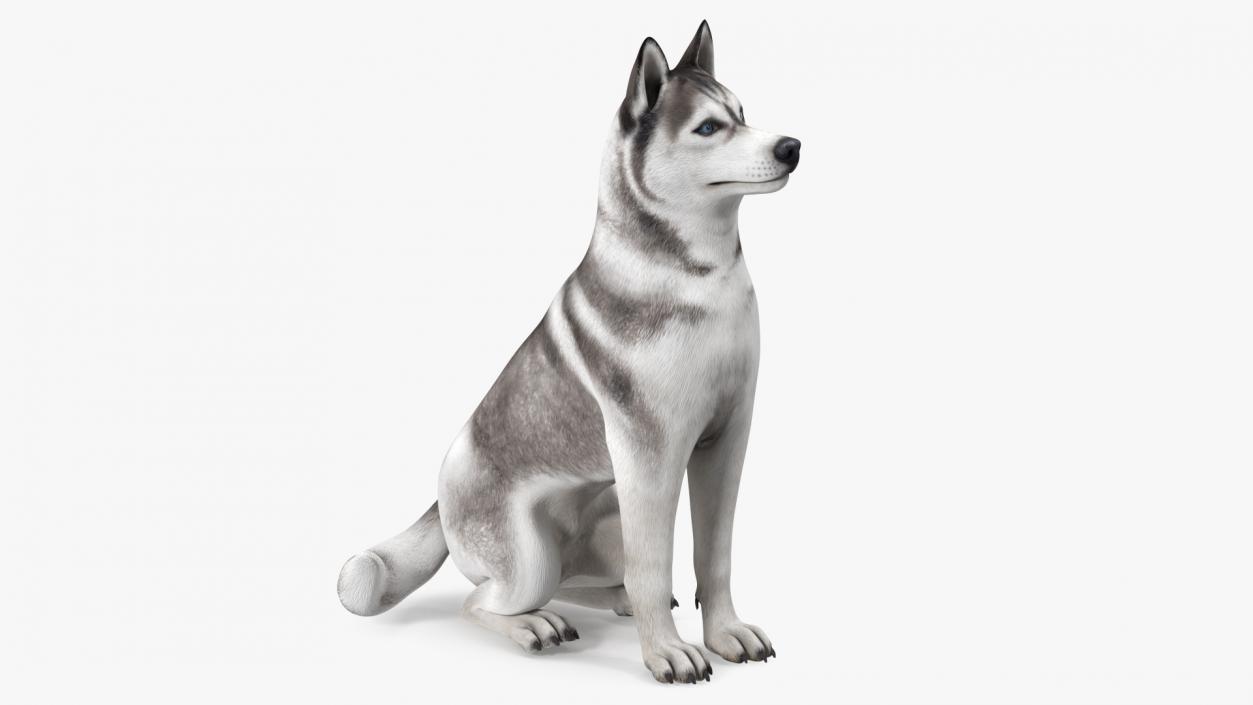 Sitting Siberian Husky Gray and White 3D