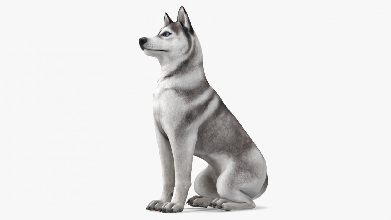 Sitting Siberian Husky Gray and White 3D