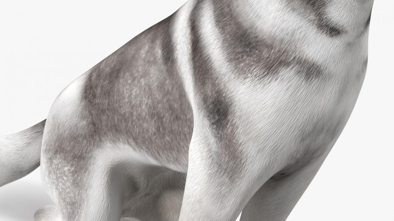 Sitting Siberian Husky Gray and White 3D