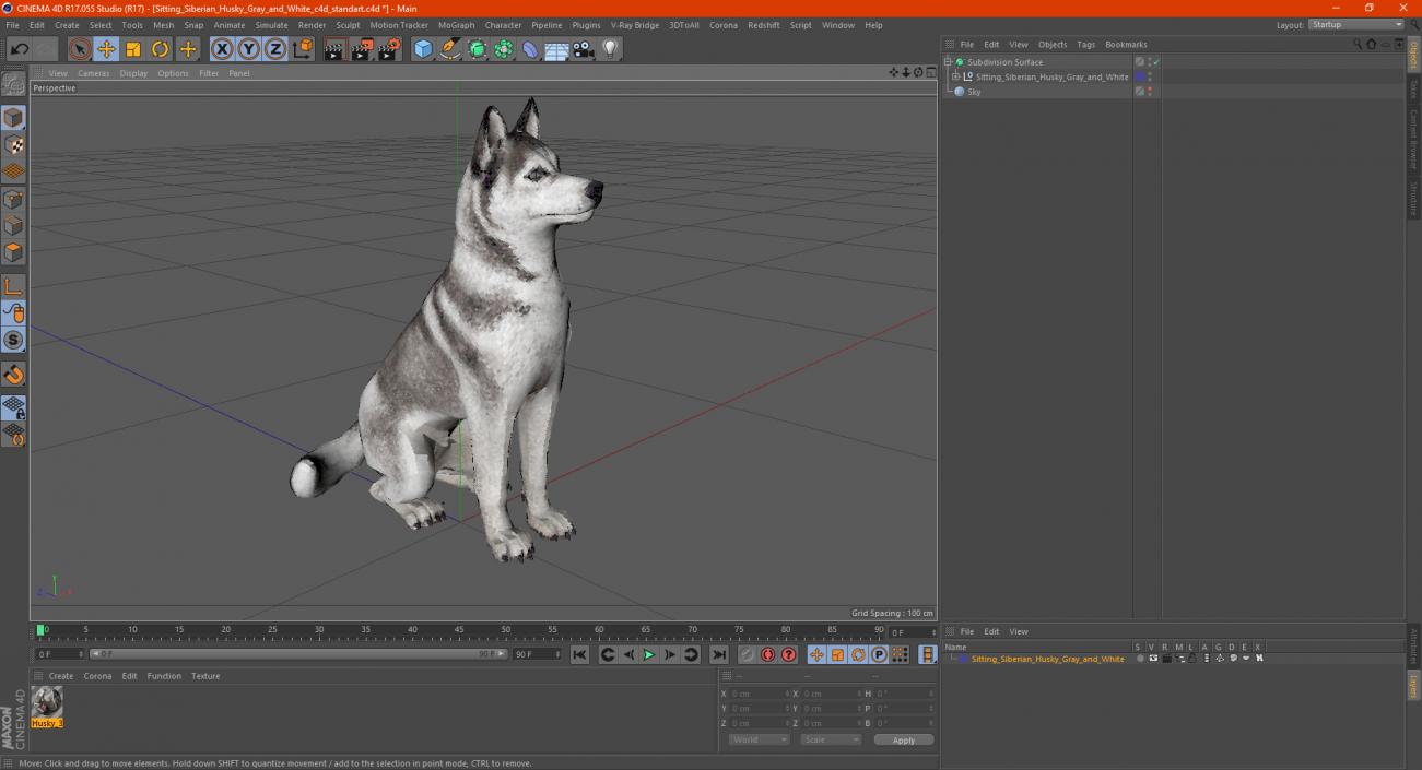 Sitting Siberian Husky Gray and White 3D