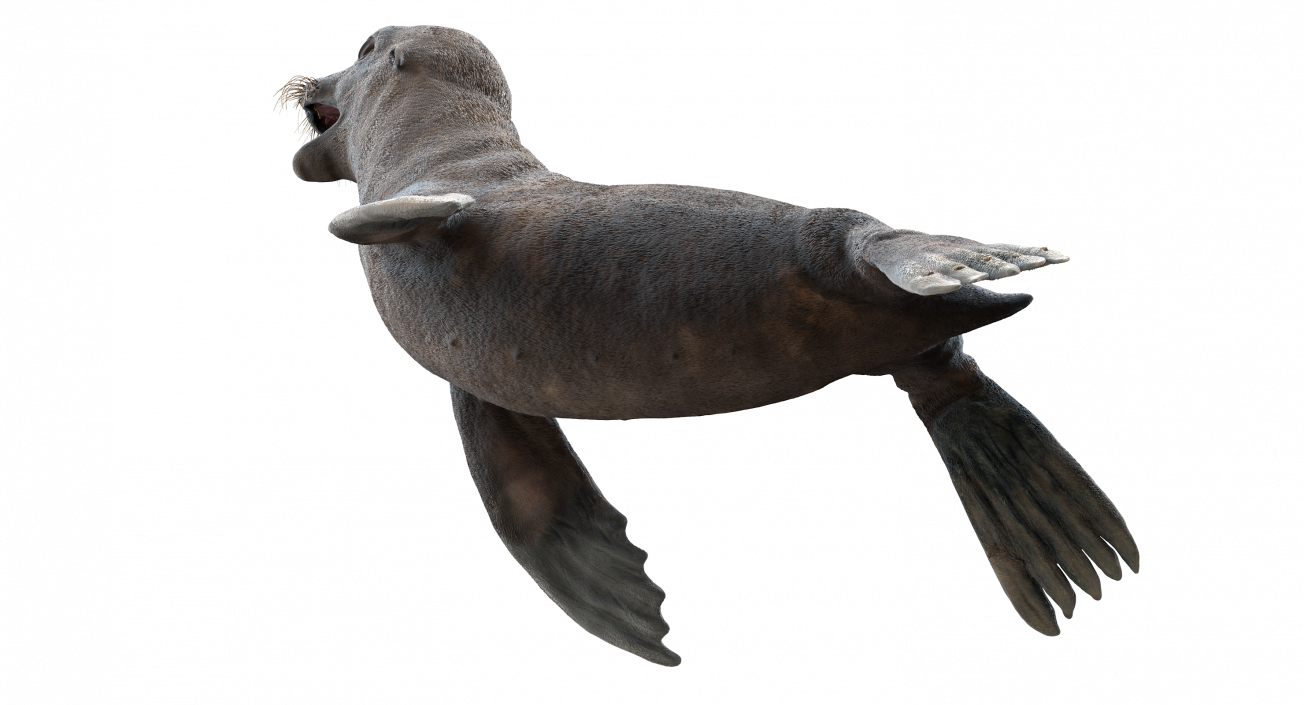 3D model Sea Lion Wet Neutral Pose