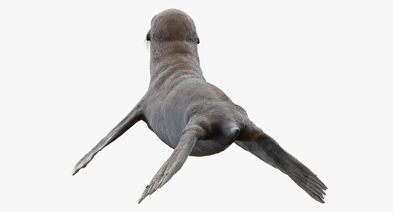 3D model Sea Lion Wet Neutral Pose