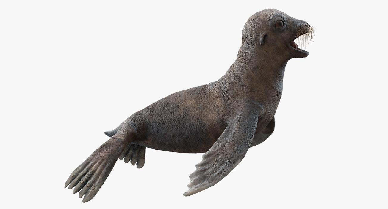 3D model Sea Lion Wet Neutral Pose