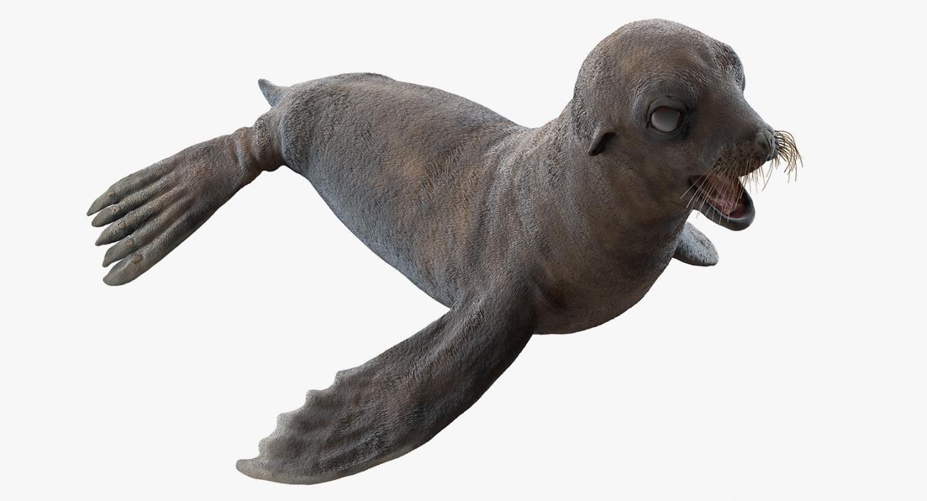 3D model Sea Lion Wet Neutral Pose