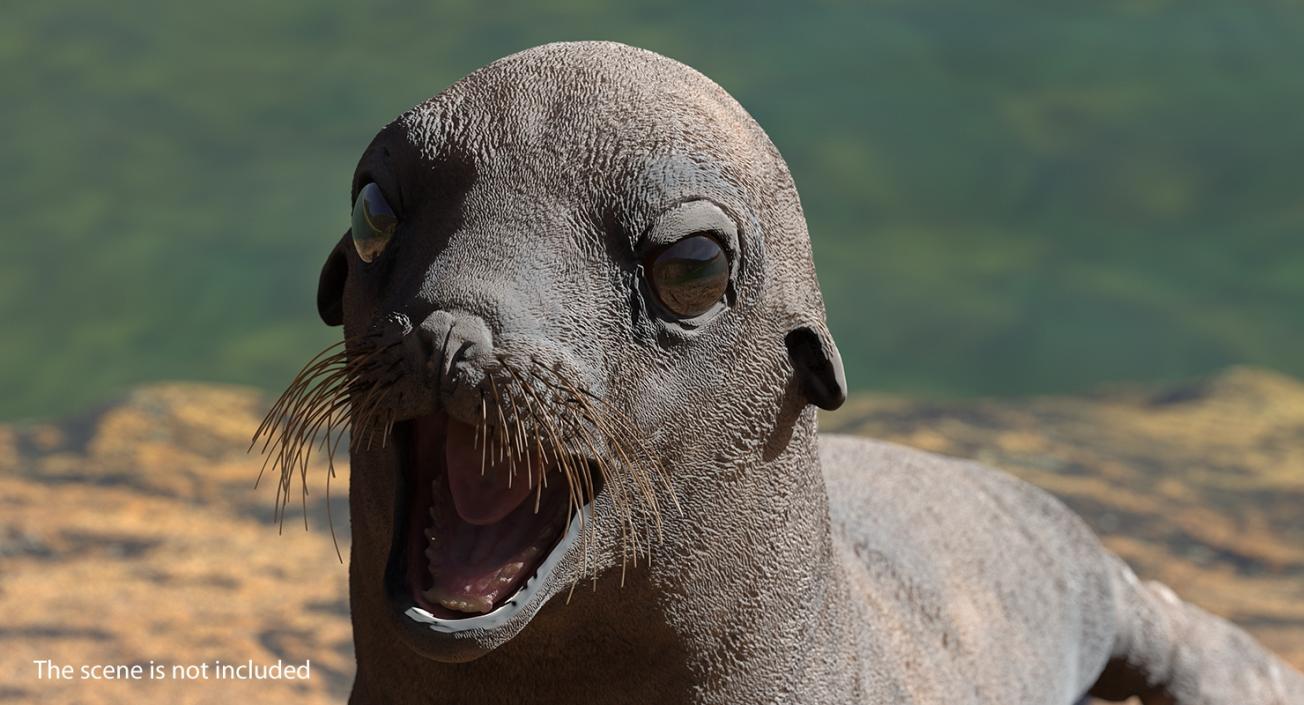 3D model Sea Lion Wet Neutral Pose