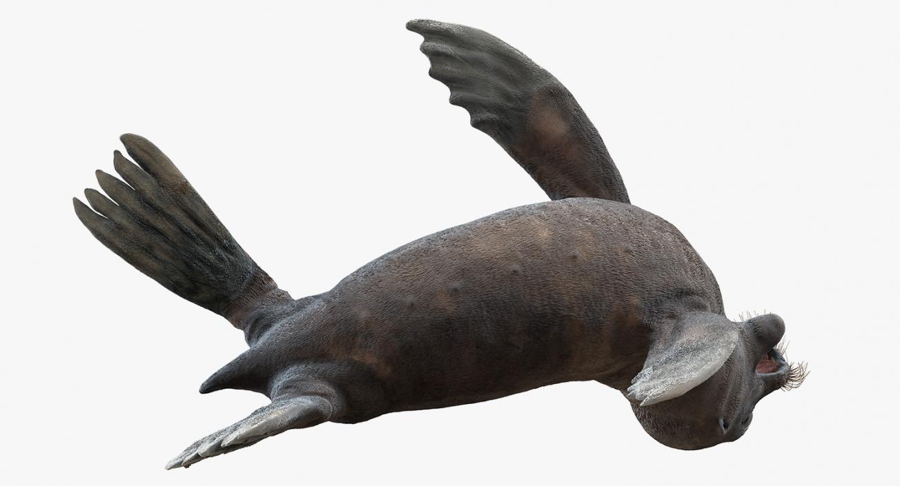 3D model Sea Lion Wet Neutral Pose