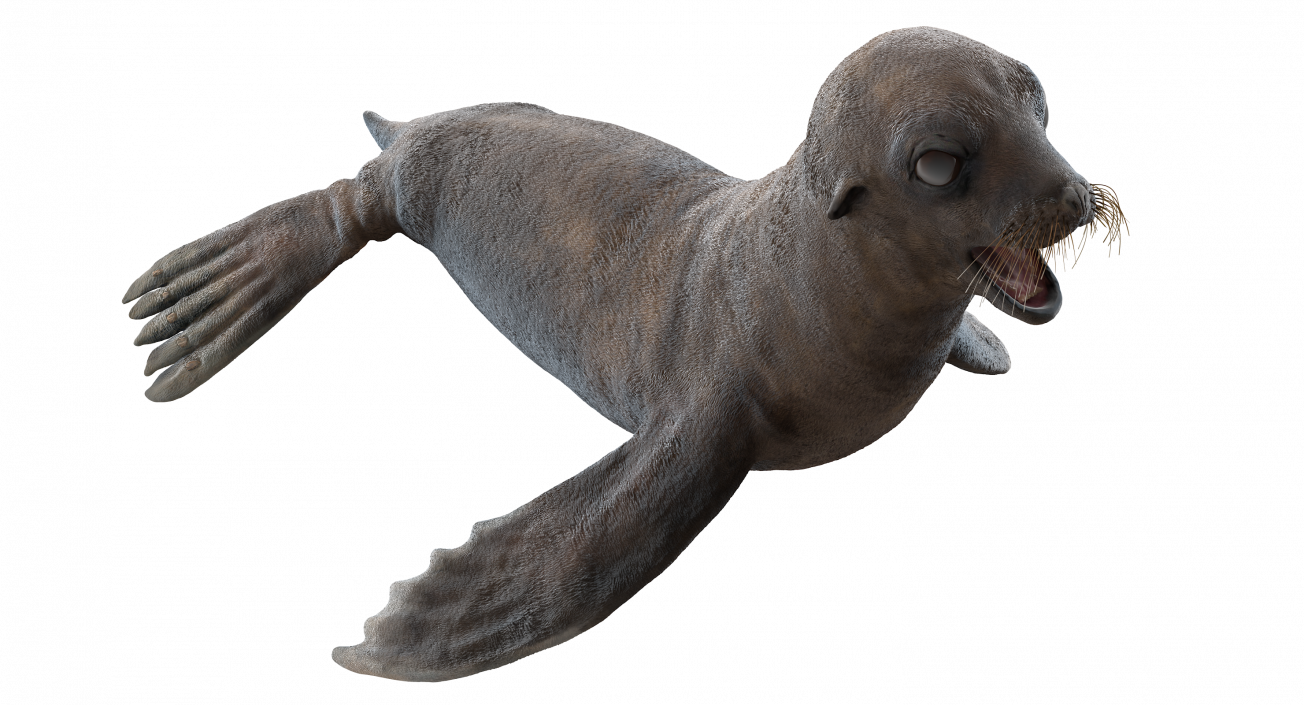 3D model Sea Lion Wet Neutral Pose