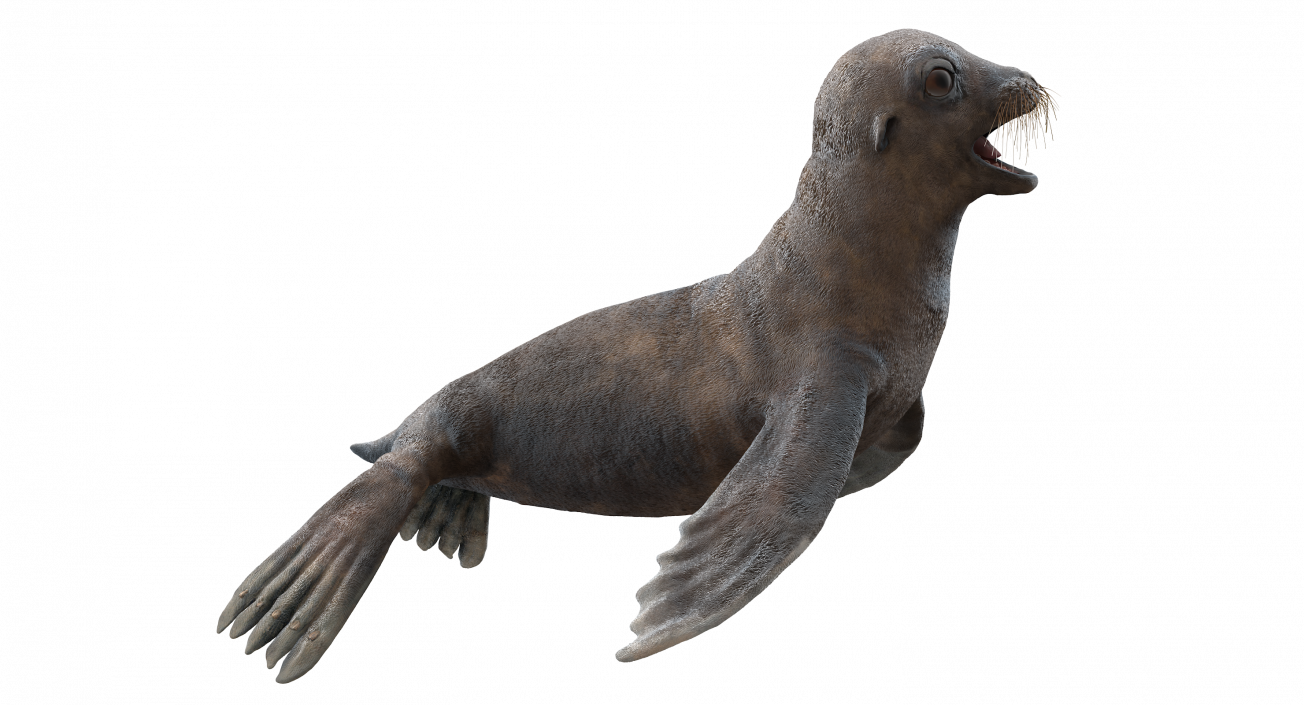 3D model Sea Lion Wet Neutral Pose