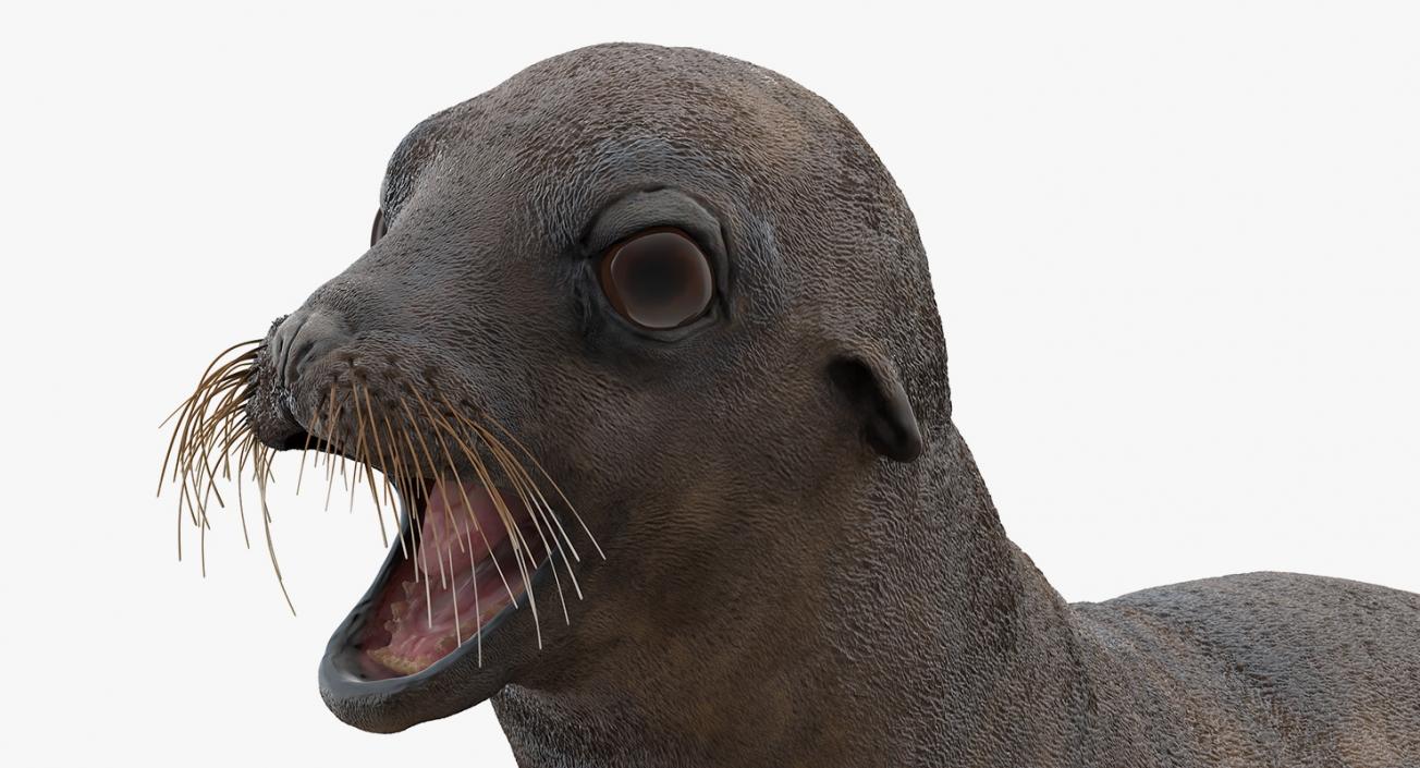 3D model Sea Lion Wet Neutral Pose