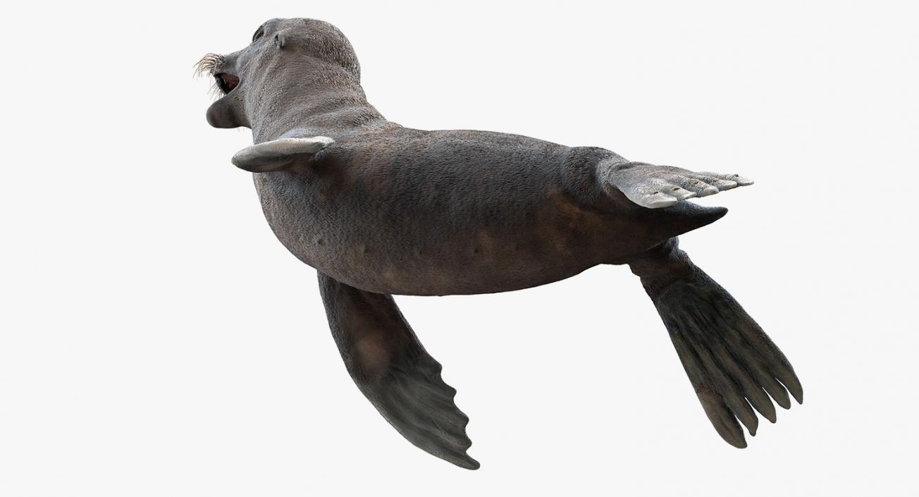 3D model Sea Lion Wet Neutral Pose