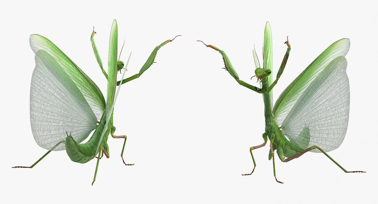 European Mantis Rigged 3D