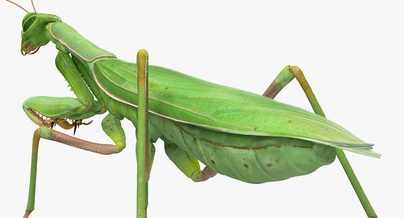 European Mantis Rigged 3D